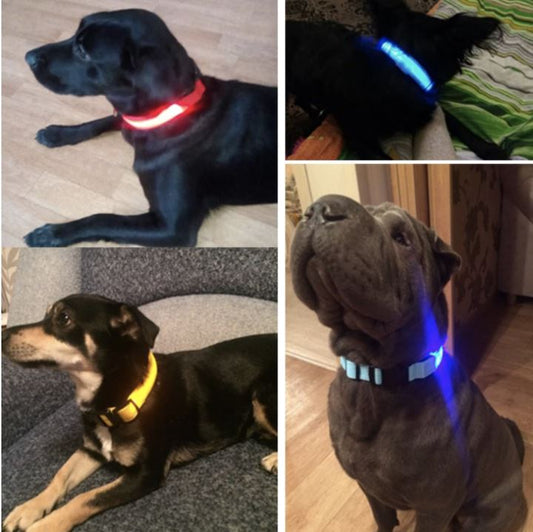 LedCollar™ - Collier à LED rechargeable pour chien - Toutou Enjouer